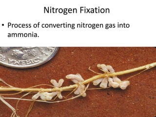 Nitrogen Fixation Process of converting nitrogen gas into ammonia.