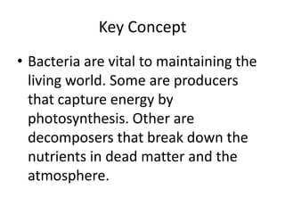 Key ConceptBacteria are vital to maintaining the living world. Some are producers that capture energy by photosynthesis. Other are decomposers that break down the nutrients in dead matter and the atmosphere. 