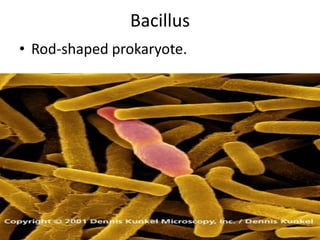 Bacillus Rod-shaped prokaryote. 