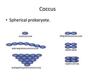 Coccus Spherical prokaryote.