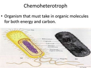 Chemoheterotroph Organism that must take in organic molecules for both energy and carbon.