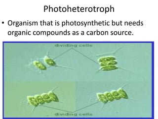 Photoheterotroph Organism that is photosynthetic but needs organic compounds as a carbon source.