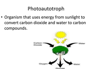 Photoautotroph Organism that uses energy from sunlight to convert carbon dioxide and water to carbon compounds.