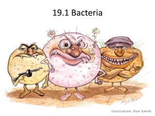 19.1 Bacteria  