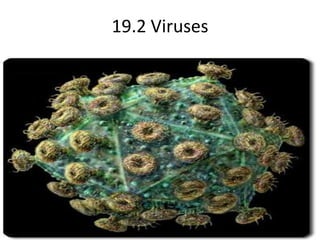 19.2 Viruses  