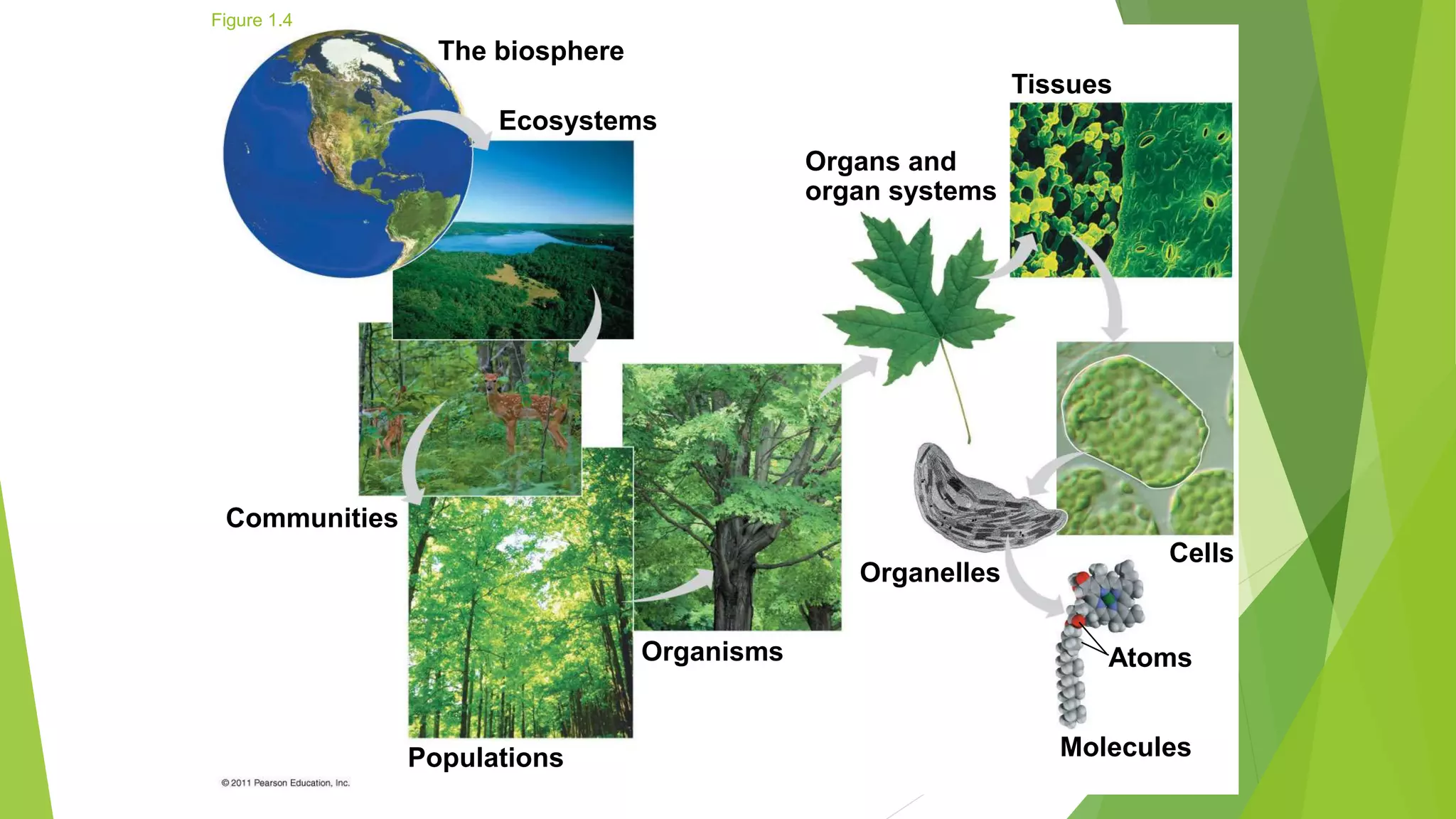 The biosphere
Ecosystems
Tissues
Organs and
organ systems
Communities
Populations
Organisms
Organelles
Cells
Atoms
Molecules
Figure 1.4
 