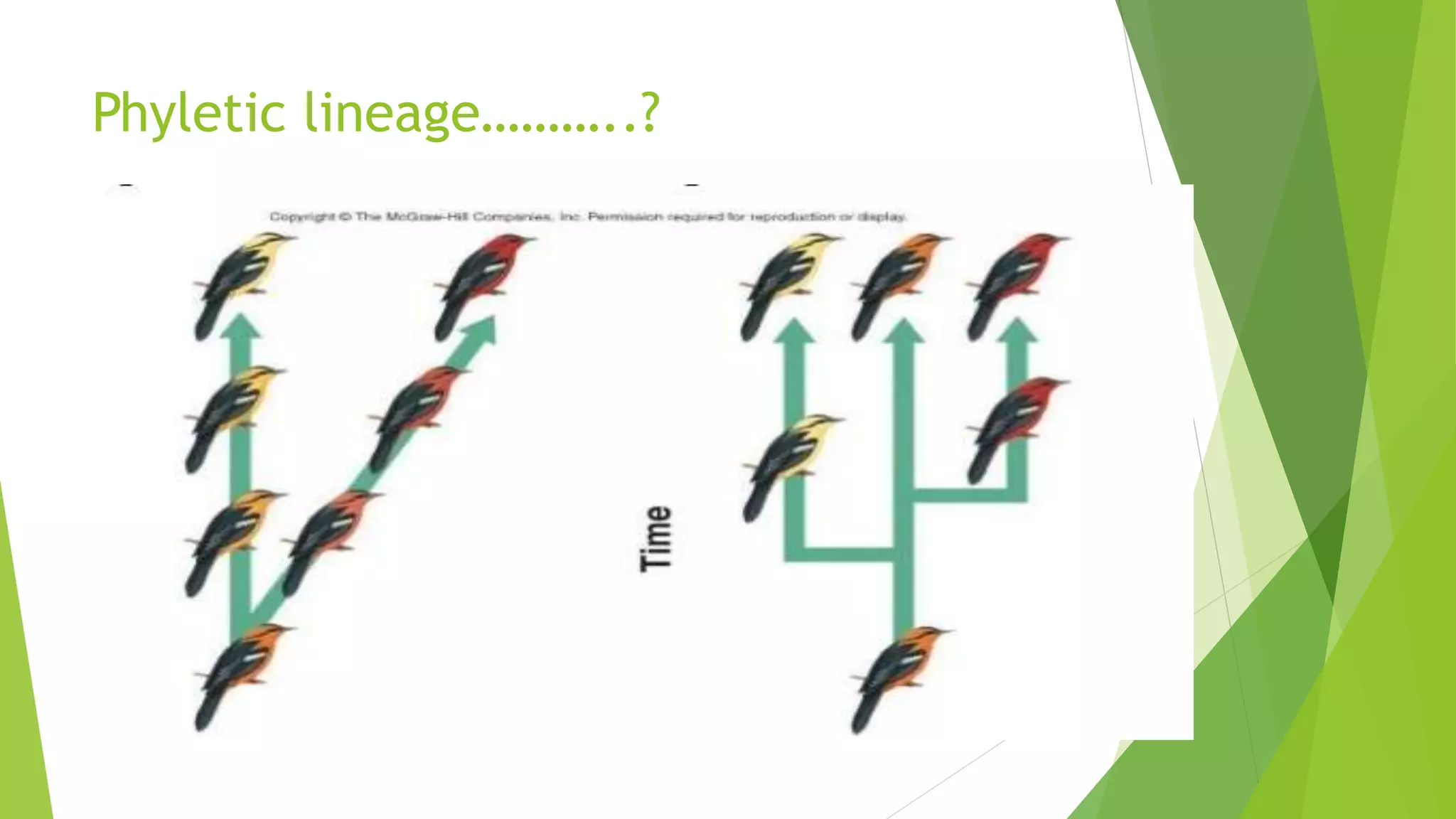 Phyletic lineage………..?
 