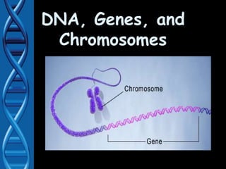 DNA, Genes, and
Chromosomes
 