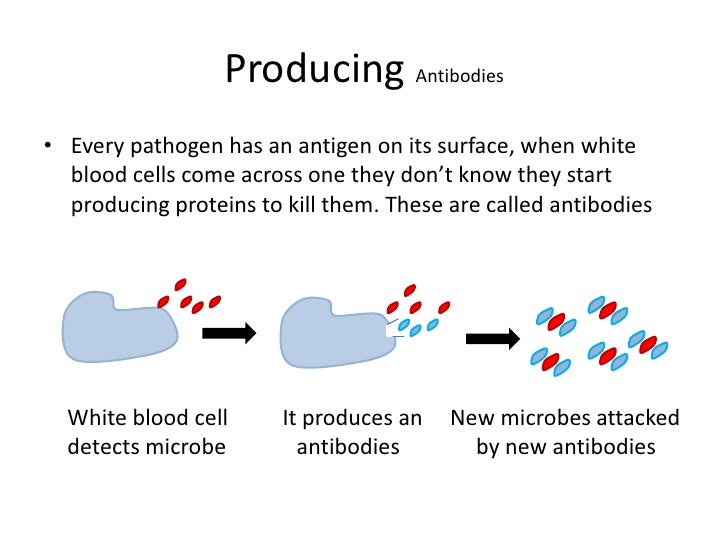 Biology revision for B1