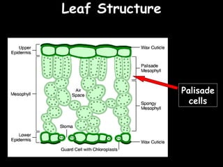 04/25/16
Leaf StructureLeaf Structure
Palisade
cells
 