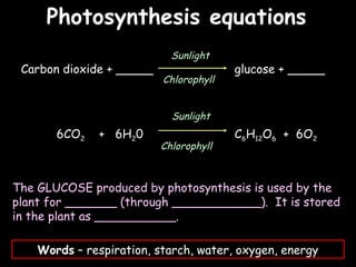 04/25/16
Carbon dioxide + _____ glucose + _____
6CO2 + 6H20 C6H12O6 + 6O2
Sunlight
Chlorophyll
Sunlight
Chlorophyll
The GLUCOSE produced by photosynthesis is used by the
plant for _______ (through ____________). It is stored
in the plant as ___________.
Words – respiration, starch, water, oxygen, energy
Photosynthesis equationsPhotosynthesis equations
 