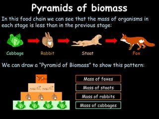 04/25/16
Pyramids of biomassPyramids of biomass
In this food chain we can see that the mass of organisms in
each stage is less than in the previous stage:
Cabbage Rabbit Stoat Fox
We can draw a “Pyramid of Biomass” to show this pattern:
Mass of cabbages
Mass of rabbits
Mass of stoats
Mass of foxes
 