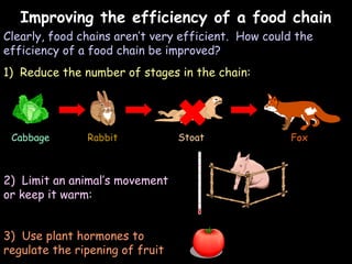 04/25/16
Improving the efficiency of a food chainImproving the efficiency of a food chain
Clearly, food chains aren’t very efficient. How could the
efficiency of a food chain be improved?
1) Reduce the number of stages in the chain:
Cabbage Rabbit Stoat
2) Limit an animal’s movement
or keep it warm:
Fox
3) Use plant hormones to
regulate the ripening of fruit
 