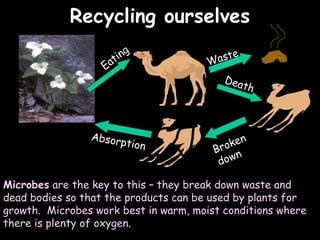 04/25/16
Recycling ourselvesRecycling ourselves
Microbes are the key to this – they break down waste and
dead bodies so that the products can be used by plants for
growth. Microbes work best in warm, moist conditions where
there is plenty of oxygen.
Eating
Waste
Death
Broken
down
Absorption
 