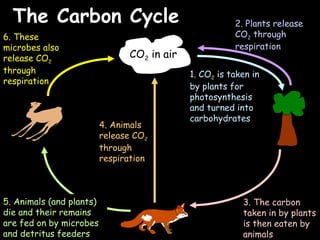 04/25/16
The Carbon CycleThe Carbon Cycle
CO2 in air
1. CO2 is taken in
by plants for
photosynthesis
and turned into
carbohydrates
2. Plants release
CO2 through
respiration
3. The carbon
taken in by plants
is then eaten by
animals
5. Animals (and plants)
die and their remains
are fed on by microbes
and detritus feeders
6. These
microbes also
release CO2
through
respiration
4. Animals
release CO2
through
respiration
 