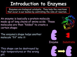 04/25/16
Introduction to EnzymesIntroduction to Enzymes
Enzymes are biological catalysts. They help the reactions
that occur in our bodies by controlling the rate of reaction.
An enzyme is basically a protein molecule
made up of long chains of amino acids. These
molecules are then “folded” to create a
certain shape:
The enzyme’s shape helps another
molecule “fit” into it:
This shape can be destroyed by
high temperatures or the wrong
pH:
Enzyme Substrate
 