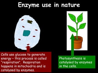 04/25/16
Enzyme use in natureEnzyme use in nature
Cells use glucose to generate
energy – this process is called
“respiration”. Respiration
happens in mitochodria and is
catalysed by enzymes.
Photosynthesis is
catalysed by enzymes
in the cells.
 
