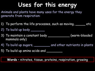 04/25/16
Uses for this energyUses for this energy
Animals and plants have many uses for the energy they
generate from respiration:
1) To perform the life processes, such as moving, _____ etc
2) To build up body _______
3) To maintain a constant body ___________ (warm-blooded
mammals only)
4) To build up sugars, ________ and other nutrients in plants
5) To build up amino acids and ________
Words – nitrates, tissue, proteins, respiration, growing
 