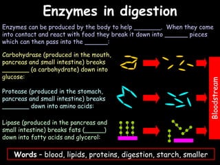 04/25/16
Enzymes in digestionEnzymes in digestion
Enzymes can be produced by the body to help _______. When they come
into contact and react with food they break it down into ______ pieces
which can then pass into the ______:
Carbohydrase (produced in the mouth,
pancreas and small intestine) breaks
_______ (a carbohydrate) down into
glucose:
Protease (produced in the stomach,
pancreas and small intestine) breaks
_______ down into amino acids:
Lipase (produced in the pancreas and
small intestine) breaks fats (_____)
down into fatty acids and glycerol:
Words – blood, lipids, proteins, digestion, starch, smaller
Bloodstream
 