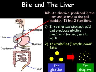 04/25/16
Bile and The LiverBile and The Liver
Bile is a chemical produced in the
liver and stored in the gall
bladder. It has 2 functions:
1) It neutralises stomach acid
and produces alkaline
conditions for enzymes to
work in
2) It emulsifies (“breaks down”
fats:
Fat
globules
Fat
droplets
 