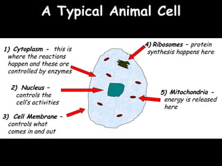 04/25/16
4)
1)
5)
3)
A Typical Animal CellA Typical Animal Cell
Ribosomes – protein
synthesis happens here
Mitochondria -
energy is released
here
Cell Membrane –
controls what
comes in and out
Cytoplasm - this is
where the reactions
happen and these are
controlled by enzymes
2) Nucleus –
controls the
cell’s activities
 