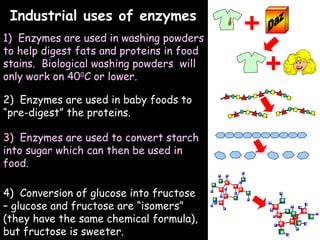 04/25/16
Industrial uses of enzymesIndustrial uses of enzymes
1) Enzymes are used in washing powders
to help digest fats and proteins in food
stains. Biological washing powders will
only work on 400
C or lower.
2) Enzymes are used in baby foods to
“pre-digest” the proteins.
3) Enzymes are used to convert starch
into sugar which can then be used in
food.
4) Conversion of glucose into fructose
– glucose and fructose are “isomers”
(they have the same chemical formula),
but fructose is sweeter.
 