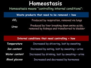 04/25/16
HomeostasisHomeostasis
Homeostasis means “controlling internal conditions”:
Waste products that need to be removed + how
CO2
Urea
Internal conditions that need controlling + how
Temperature
Ion content
Water content
Blood glucose
Produced by respiration, removed via lungs
Produced by liver breaking down amino acids,
removed by kidneys and transferred to bladder
Increased by shivering, lost by sweating
Increased by eating, lost by sweating + urine
Increased by drinking, lost by sweating + urine
Increased and decreased by hormones
 