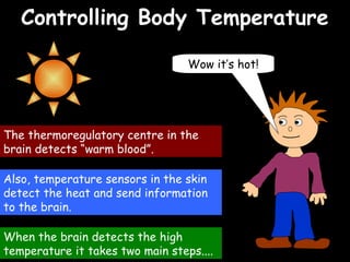 04/25/16
Controlling Body TemperatureControlling Body Temperature
Wow it’s hot!
Also, temperature sensors in the skin
detect the heat and send information
to the brain.
The thermoregulatory centre in the
brain detects “warm blood”.
When the brain detects the high
temperature it takes two main steps....
 