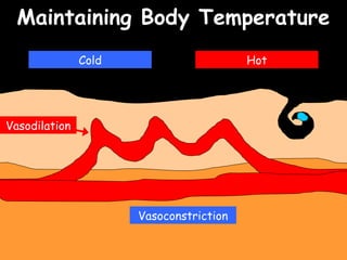 04/25/16
Maintaining Body TemperatureMaintaining Body Temperature
Cold Hot
Vasodilation
Vasoconstriction
 