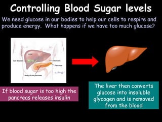 04/25/16
Controlling Blood Sugar levelsControlling Blood Sugar levels
We need glucose in our bodies to help our cells to respire and
produce energy. What happens if we have too much glucose?
If blood sugar is too high the
pancreas releases insulin
The liver then converts
glucose into insoluble
glycogen and is removed
from the blood
 