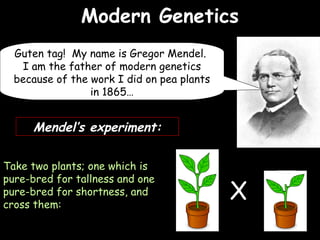 04/25/16
Modern GeneticsModern Genetics
Guten tag! My name is Gregor Mendel.
I am the father of modern genetics
because of the work I did on pea plants
in 1865…
Take two plants; one which is
pure-bred for tallness and one
pure-bred for shortness, and
cross them:
X
Mendel’s experiment:
 