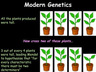 04/25/16
Modern GeneticsModern Genetics
All the plants produced
were tall.
Now cross two of these plants…
3 out of every 4 plants
were tall, leading Mendel
to hypothesise that “for
every characteristic
there must be two
determiners”
 