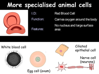 04/25/16
More specialised animal cellsMore specialised animal cells
Red Blood Cell
Carriesoxygen around thebody
No nucleusand largesurface
area
I.D:
Function:
Features:
White blood cell
Egg cell (ovum)
Ciliated
epithelial cell
Nerve cell
(neurone)
 