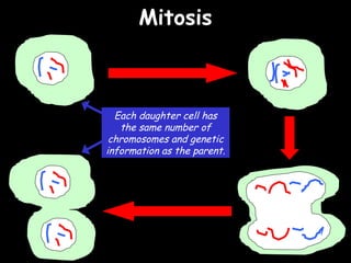 04/25/16
MitosisMitosis
Each daughter cell has
the same number of
chromosomes and genetic
information as the parent.
 