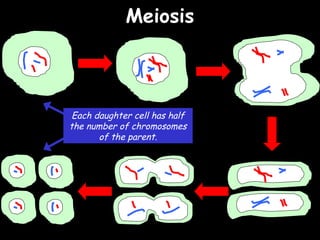 04/25/16
MeiosisMeiosis
Each daughter cell has half
the number of chromosomes
of the parent.
 