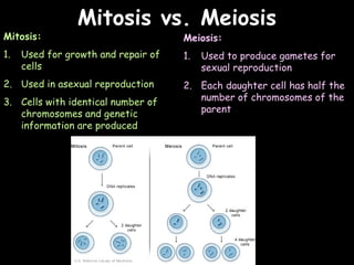 04/25/16
Mitosis vs. MeiosisMitosis vs. Meiosis
Mitosis:
1. Used for growth and repair of
cells
2. Used in asexual reproduction
3. Cells with identical number of
chromosomes and genetic
information are produced
Meiosis:
1. Used to produce gametes for
sexual reproduction
2. Each daughter cell has half the
number of chromosomes of the
parent
 