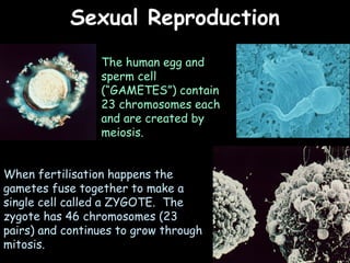 04/25/16
Sexual ReproductionSexual Reproduction
The human egg and
sperm cell
(“GAMETES”) contain
23 chromosomes each
and are created by
meiosis.
When fertilisation happens the
gametes fuse together to make a
single cell called a ZYGOTE. The
zygote has 46 chromosomes (23
pairs) and continues to grow through
mitosis.
 