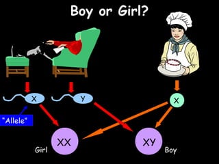 04/25/16
Boy or Girl?Boy or Girl?
X Y X
XX XY
Girl Boy
“Allele”
 