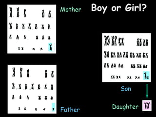 04/25/16
Father
Mother
Son
Daughter
Boy or Girl?Boy or Girl?
 