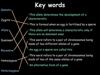 04/25/16
Key wordsKey words
Gamete
Zygote
Allele
Dominant
Recessive
Homozygous
Heterozygous
•This allele determines the development of a
characteristic
•This is formed when an egg is fertilised by a sperm
•This allele will determine a characteristic only if
there are no dominant ones
•This word refers to a pair of chromosomes being
made of two different alleles of a gene
•An egg or a sperm are called this
•This word refers to a pair of chromosomes being
made of two of the same alleles of a gene
•An alternative form of a gene
 