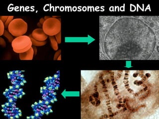 04/25/16
Genes, Chromosomes and DNAGenes, Chromosomes and DNA
 