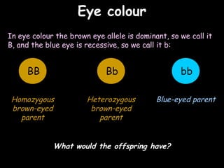 04/25/16
Eye colourEye colour
In eye colour the brown eye allele is dominant, so we call it
B, and the blue eye is recessive, so we call it b:
bbBB Bb
Homozygous
brown-eyed
parent
Heterozygous
brown-eyed
parent
Blue-eyed parent
What would the offspring have?
 