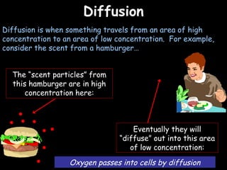 04/25/16
DiffusionDiffusion
Diffusion is when something travels from an area of high
concentration to an area of low concentration. For example,
consider the scent from a hamburger…
The “scent particles” from
this hamburger are in high
concentration here:
Eventually they will
“diffuse” out into this area
of low concentration:
Oxygen passes into cells by diffusion
 