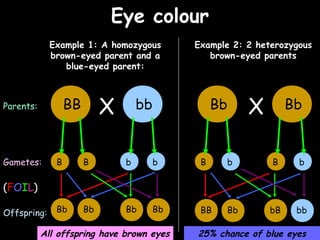 04/25/16
Eye colourEye colour
Example 1: A homozygous
brown-eyed parent and a
blue-eyed parent:
Example 2: 2 heterozygous
brown-eyed parents
BB bbX Bb BbXParents:
Gametes:
Offspring: Bb Bb BbBb BB Bb bbbB
B B bb B bB b
(FOIL)
All offspring have brown eyes 25% chance of blue eyes
 