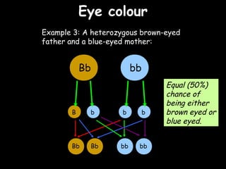 04/25/16
Eye colourEye colour
Example 3: A heterozygous brown-eyed
father and a blue-eyed mother:
Bb
Bb Bb bbbb
bb
b bB b
Equal (50%)
chance of
being either
brown eyed or
blue eyed.
 