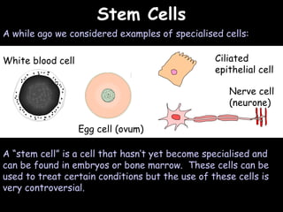 04/25/16
Stem CellsStem Cells
A while ago we considered examples of specialised cells:
White blood cell
Egg cell (ovum)
Ciliated
epithelial cell
Nerve cell
(neurone)
A “stem cell” is a cell that hasn’t yet become specialised and
can be found in embryos or bone marrow. These cells can be
used to treat certain conditions but the use of these cells is
very controversial.
 