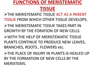 FUNCTIONS OF MERISTEMATIC
TISSUE
THE MERISTEMATIC TISSUE ACT AS A PARENT
TISSUE FROM WHICH OTHER TISSUE DEVELOPS.
THE MERISTEMATIC TISSUE TAKES PART IN
GROWTH BY THE FORATION OF NEW CELLS.
WITH THE HELP OF MERISTEMATIC TISSUE
PLANTS CONTINUE TO PRODUCE NEW LEAVES,
BRANCHES, ROOTS , FLOWERS etc.
THE PLACE OF INJURY IN PLANTS IS HEALED UP
BY THE FORMATION OF NEW CELLS BY THE
MERISTEMS.
 