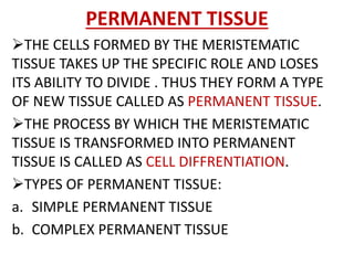 PERMANENT TISSUE
THE CELLS FORMED BY THE MERISTEMATIC
TISSUE TAKES UP THE SPECIFIC ROLE AND LOSES
ITS ABILITY TO DIVIDE . THUS THEY FORM A TYPE
OF NEW TISSUE CALLED AS PERMANENT TISSUE.
THE PROCESS BY WHICH THE MERISTEMATIC
TISSUE IS TRANSFORMED INTO PERMANENT
TISSUE IS CALLED AS CELL DIFFRENTIATION.
TYPES OF PERMANENT TISSUE:
a. SIMPLE PERMANENT TISSUE
b. COMPLEX PERMANENT TISSUE
 