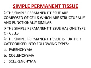 SIMPLE PERMANENT TISSUE
THE SIMPLE PERMANENT TISSUE ARE
COMPOSED OF CELLS WHICH ARE STRUCTURALLY
AND FUNCTIONALLY SIMILAR.
THE SIMPLE PERMANENT TISSUE HAS ONE TYPE
OF CELLS.
THE SIMPLE PERMANENT TISSUE IS FURTHER
CATEGORISED INTO FOLLOWING TYPES:
a. PARENCHYMA
b. COLLENCHYMA
c. SCLERENCHYMA
 