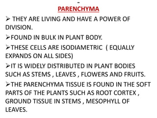 -
PARENCHYMA
 THEY ARE LIVING AND HAVE A POWER OF
DIVISION.
FOUND IN BULK IN PLANT BODY.
THESE CELLS ARE ISODIAMETRIC ( EQUALLY
EXPANDS ON ALL SIDES)
IT IS WIDELY DISTRIBUTED IN PLANT BODIES
SUCH AS STEMS , LEAVES , FLOWERS AND FRUITS.
THE PARENCHYMA TISSUE IS FOUND IN THE SOFT
PARTS OF THE PLANTS SUCH AS ROOT CORTEX ,
GROUND TISSUE IN STEMS , MESOPHYLL OF
LEAVES.
 